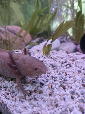  Axolotl weiblich 