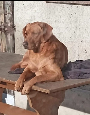 unser sonnenanbeter Hund