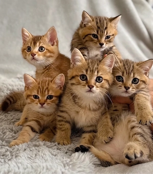 Britisch Kurzhaar Kitten ab 01.07. abzugeben