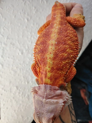 Farbbartagame extrem red abzugeben 