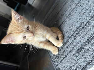 Katzen Bkh suchen ein Zuhause 