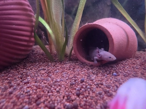 Axololt Babys