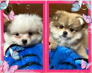 Zwergspitz Pomerania  Pekinessin mix