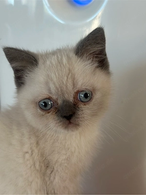 BKH Kitten Blue Point Reinrassig