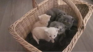 Noch drei Zuckersüsse kitten suchen ein neues zuhause