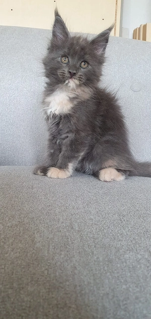Wunderschöne Maine Coon Kitten blue tortie 