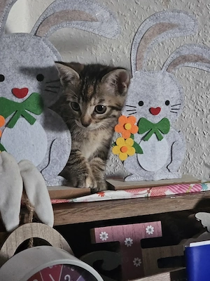 Kitten vom 01.05.2026