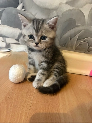     Süße BKH Kitten ab August abzugeben