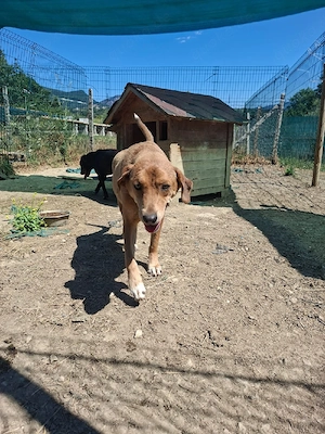 ab august sucht pepples ein zuhause 