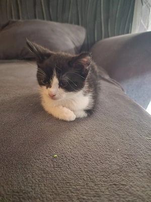 Kitten in Liebevolle Hände abzugeben 