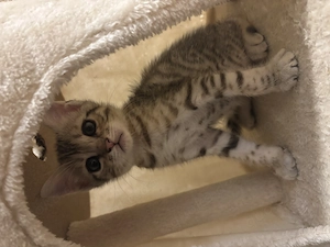  Wunderschöne Bengal-Kitten suchen ein liebevolles Zuhause 