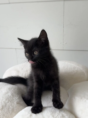 Geburt am 8 Mai und schon 7 Wochen alle sehr gute Katze baby und viele Spiele! 
