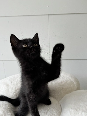 Babykatzen