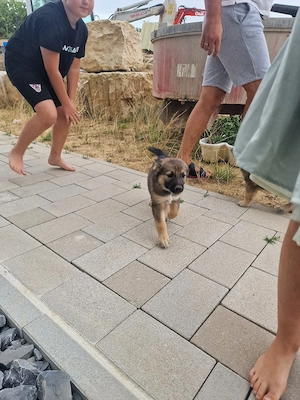 Schäferhund Mix Welpen