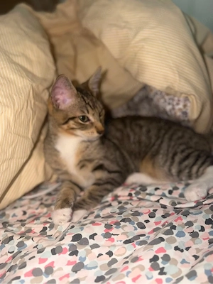 2 kitten suchen ein zu hause 