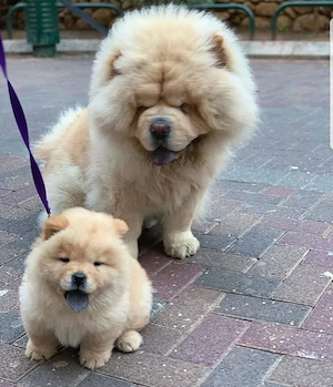 Chow-Chow-Welpen