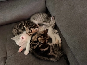 BKH Kitten in liebevolle Hände abzugeben