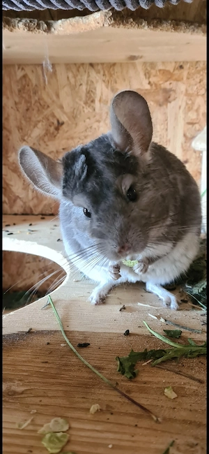 Chinchilla-Mädchen