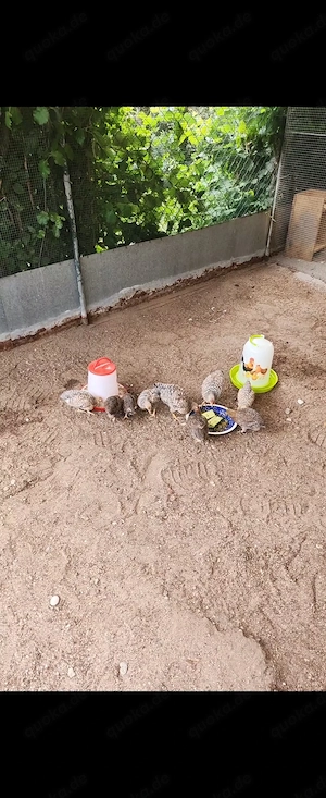 Bielefelder Zwerg Kern Huhn Hähne