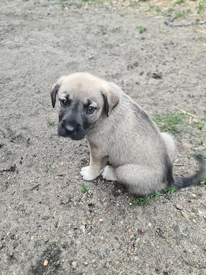 Mischlingswelpen Schäferhund-Husky-Kangal-Retriever