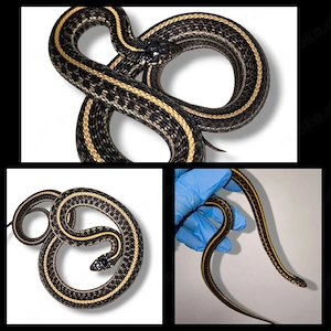 1.1 thamnophis marcianus und 1.0 Thamnophis radix 