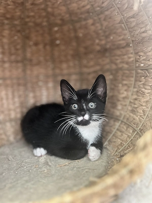 Kleiner Kater schwarz-weiß