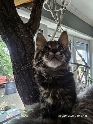 Maine Coon Kitten 