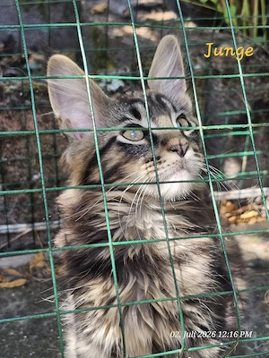 Maine Coon Kitten 