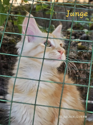 Maine Coon Kitten 