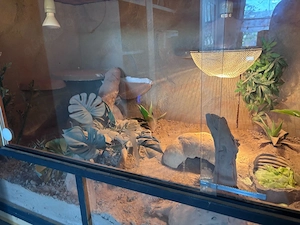 Pixie und Amy suchen ein neues Zuhause   
