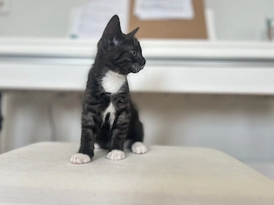 Kleiner Kater schwarz gestreift