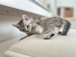 Kleiner Kater gestreift grau weiß