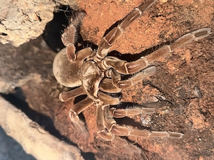 Vogelspinne Theraphosa stirmi 0.1