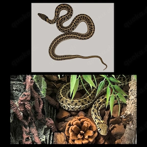 1.1 thamnophis marcianus und 1.0 Thamnophis radix 