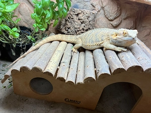 Bartagamen-Weibchen sucht ein neues Zuhause