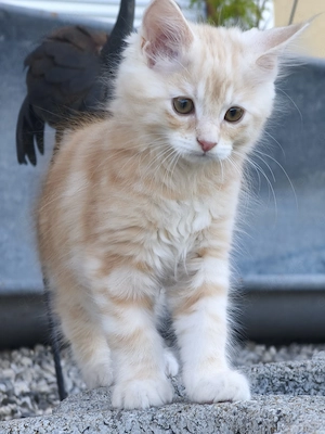 Reinrassige Maine Coon Kitten Tabby dreifarbig mit XXL-Genen Kater und Kätzin