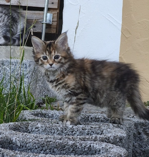 Maine Coon Kätzchen Baby Kitten mit XXL Genen dreifarbig  