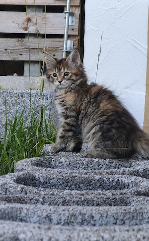 Maine Coon Kätzchen Baby Kitten mit XXL Genen dreifarbig und rw