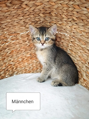 Süße BKH Kitten Kätzchen abgabebereit 