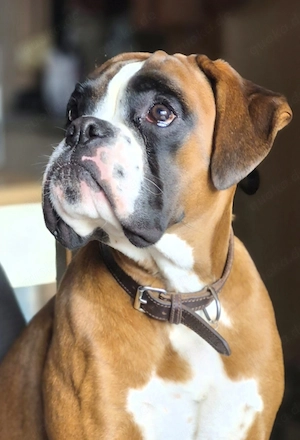  Deckrüde, Deutscher Boxer, reinrassig 