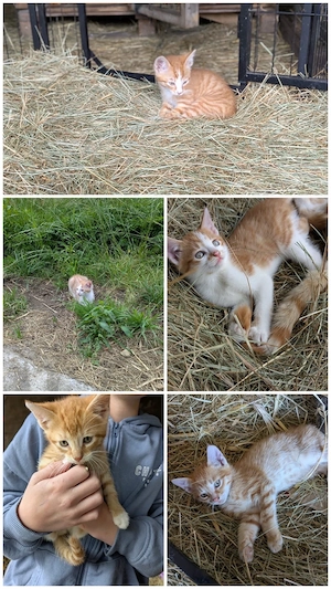 Junge Kater