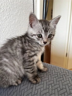     Wunderschöner Britisch Kurzhaar Kater   Grau Tabby