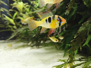 Schmetterlingsbuntbarsche "Ramirezi" Nachzucht Aquarium Buntbarsche 