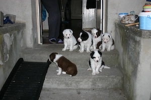 Border Collie Welpen Jungs (Mädchen in einer anderen Anzeige)