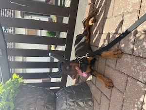 Dobermann Welpe weibchen