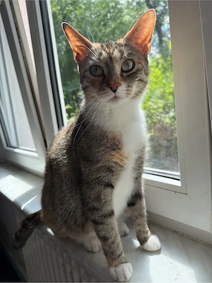 Katze 6 Jahre alt zu verschenken 