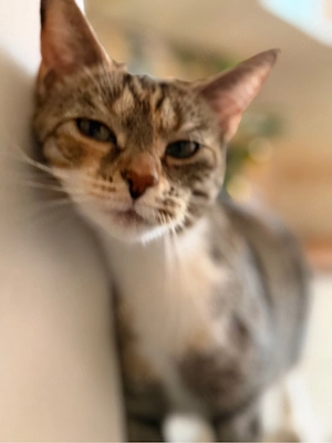 Katze 6 Jahre alt zu verschenken 