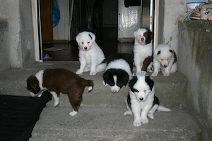 Border Collie Welpen Mädchen (Jungs in einer anderen Anzeige)