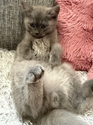 BKH katze 