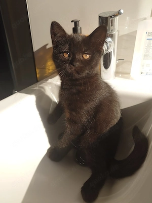 BKH Kitten
